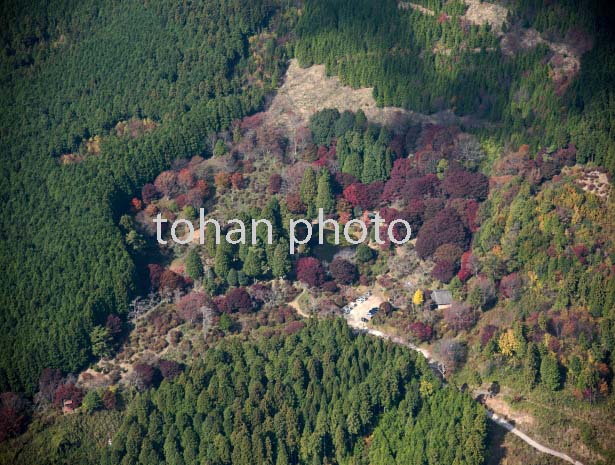 紅葉の鳥見山自然公園(2016/11)