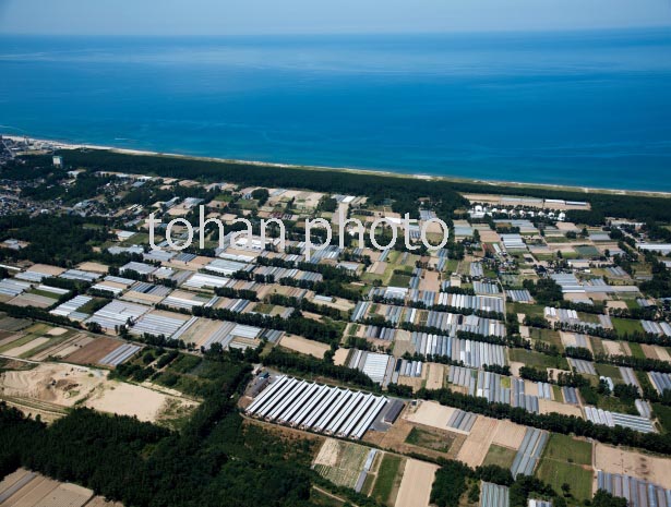 庄内の海岸,下川地区(砂丘地帯)の果物,花畑のビニール栽培群(2016/8)