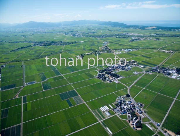 庄内平野(庄内町高田麦周辺)より鶴岡市街地,日本海方面(2016/8)