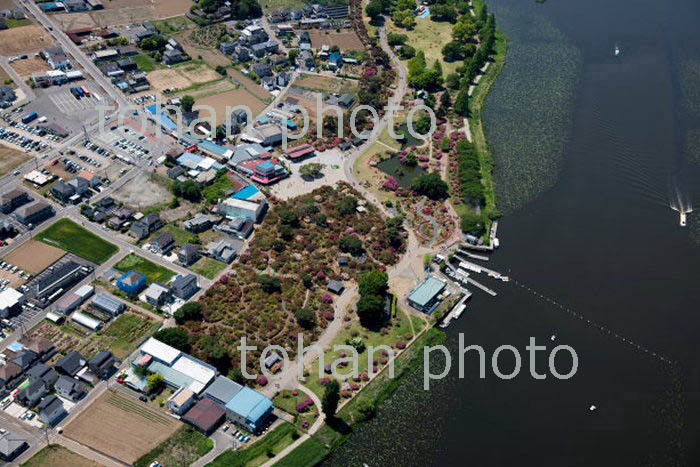 つつじが岡公園周辺(2018/5)