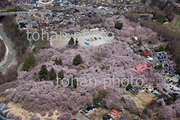 コヒガン桜満開の高速城址公園周辺(2018/4)