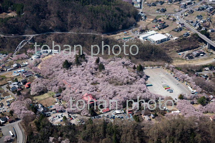 コヒガン桜満開の高速城址公園周辺(2018/4)