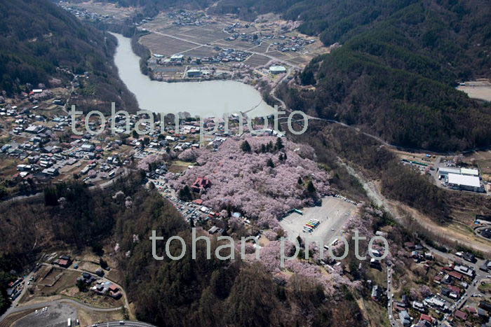 コヒガン桜満開の高速城址公園と高遠湖周辺(2018/4)