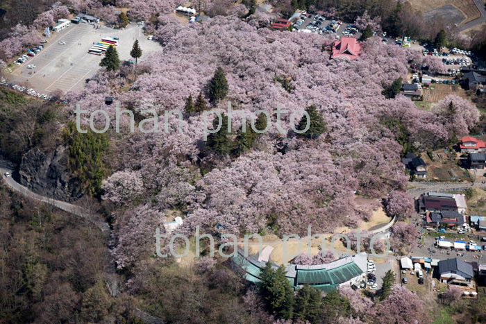 コヒガン桜満開の高速城址公園周辺(2018/4)