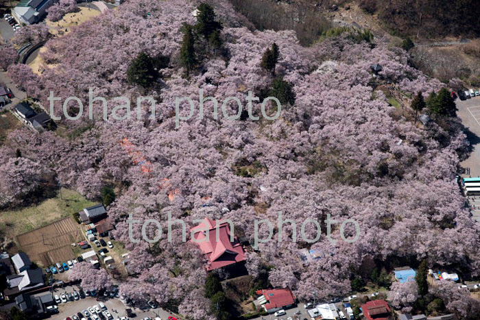 コヒガン桜満開の高速城址公園周辺(2018/4)