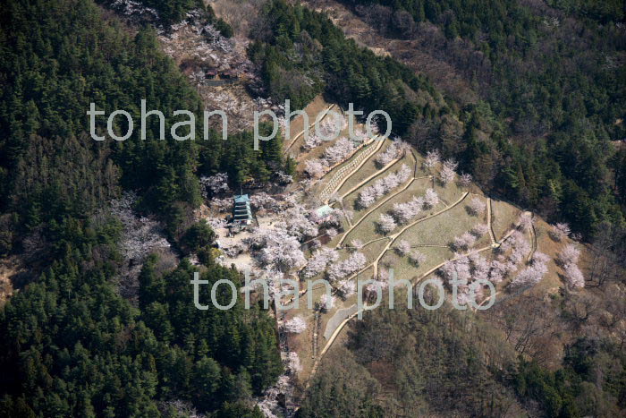 満開の桜の新倉山浅間公園周辺(2018/4)