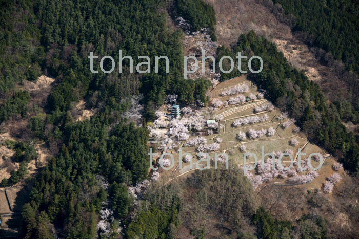 満開の桜の新倉山浅間公園周辺(2018/4)