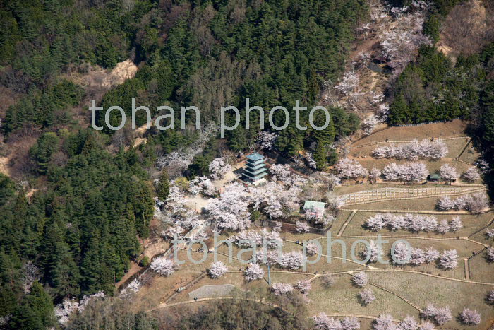 満開の桜の新倉山浅間公園周辺(2018/4)