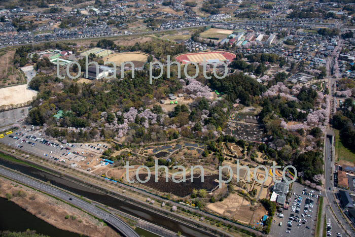 桜満開の清水公園周辺(2019/4)