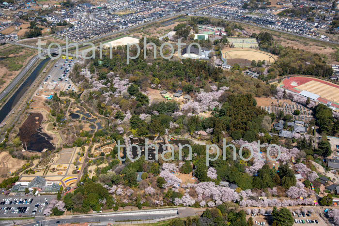 桜満開の清水公園周辺(2019/4)