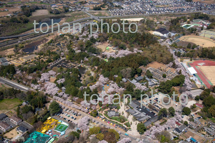 桜満開の清水公園周辺(2019/4)