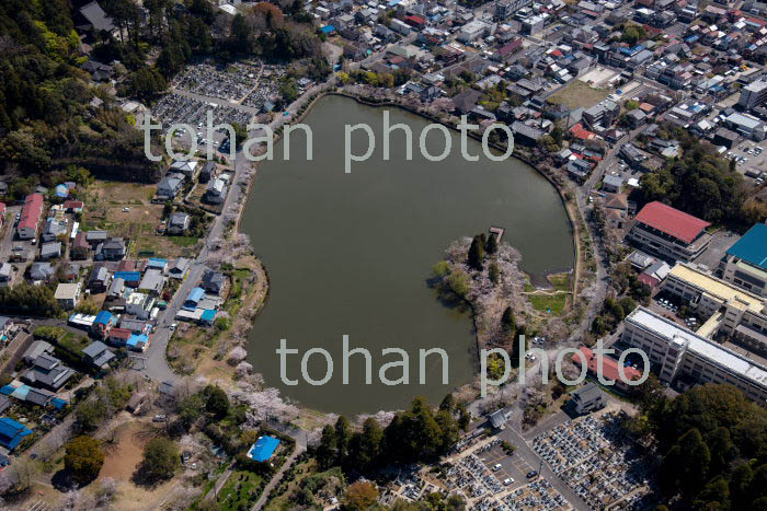 桜満開の八鶴湖と八鶴湖公園(2019/4)