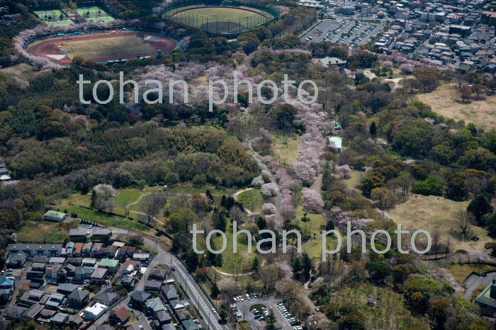 桜満開の青葉の森公園(2019/4)