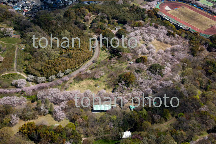 桜満開の青葉の森公園(2019/4)