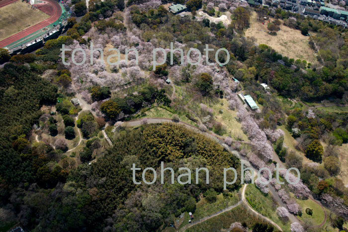 桜満開の青葉の森公園(2019/4)