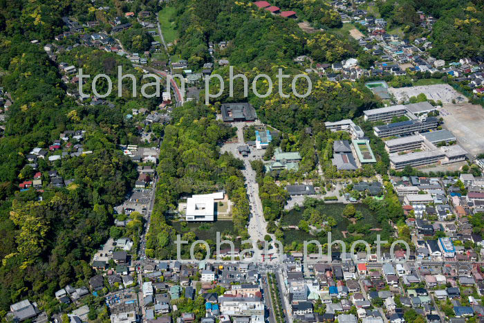 新緑の鶴岡八幡宮周辺(2019/5)