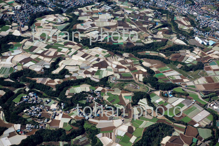 三浦半島南下浦町地区の畑群(2019/10)