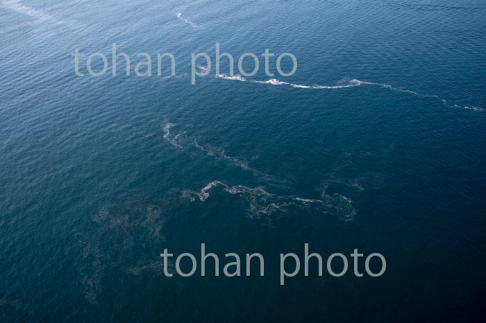 東京湾,富津沿岸の海苔の養殖場(2020/11)