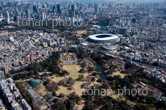 新宿御苑の桜と国立競技場周辺(2020/3)