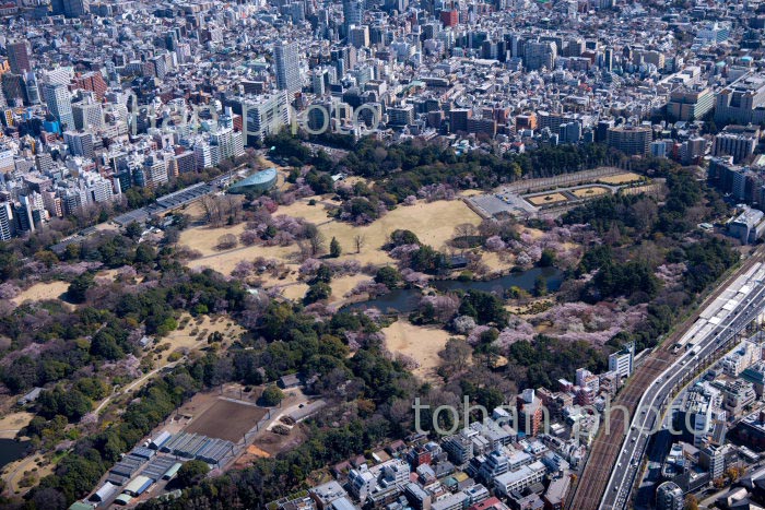 桜満開の新宿御苑(2020/3)