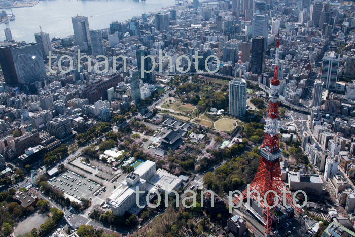 満開の桜と芝公園と芝増上寺,東京タワー周辺(2018/3)