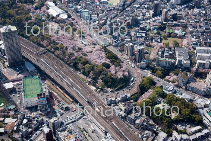 満開の桜の王子神社と飛鳥山公園(2018/3)