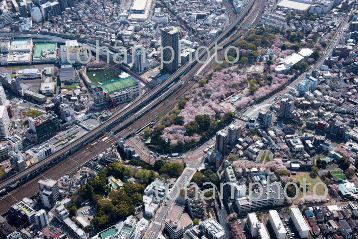 満開の桜の王子神社と飛鳥山公園(2018/3)