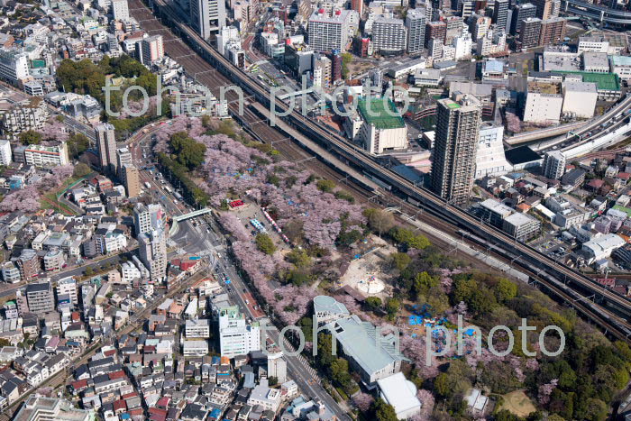 満開の桜の飛鳥山公園と王子神社(2018/3)