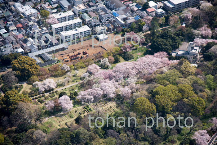 東京大学付属植物園内の満開の桜(2018/3)