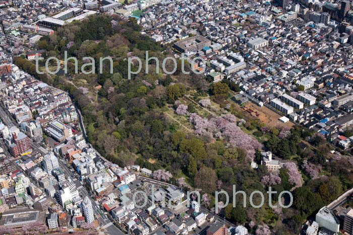 東京大学付属植物園と満開の桜(2018/3)