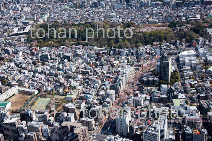 満開の桜の播磨坂さくら並木と東京大学付属植物園方面(2018/3)