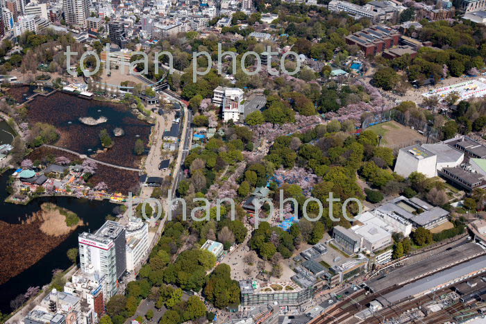 満開の桜の東京都上野恩賜公園,上野動物園と不忍池(2018/3)