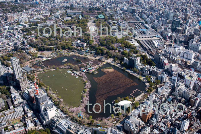 満開の桜の不忍池より東京都上野恩賜公園,上野動物園(2018/3)