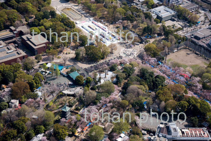 上野動物園入園の混雑人々と満開の桜の東京都上野恩賜公園(2018/3)