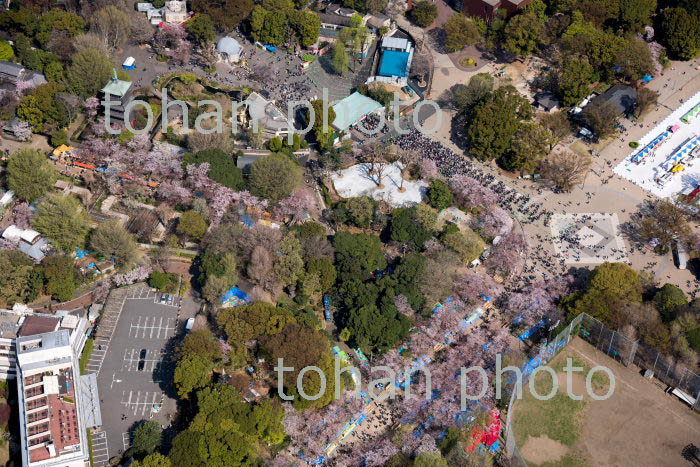 上野動物園入園の混雑人々と満開の桜の東京都上野恩賜公園(2018/3)