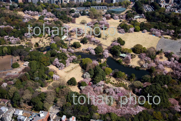 満開の桜の新宿御苑(2018/3)