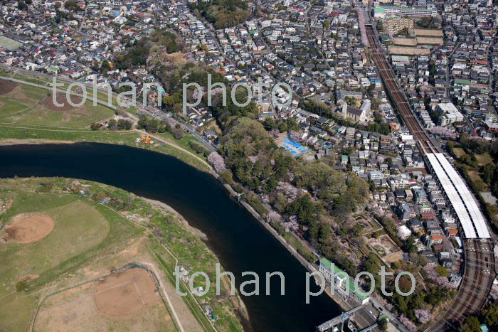 満開の桜の亀甲山古墳と多摩川台公園と多摩川周辺(2018/3)