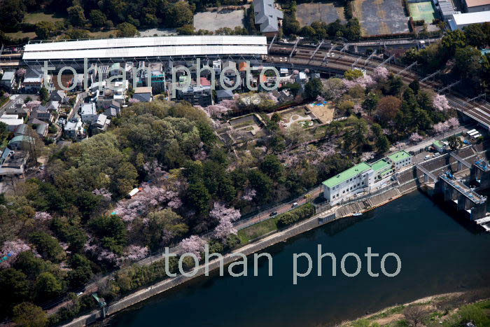 満開の桜の亀甲山古墳と多摩川周辺(2018/3)