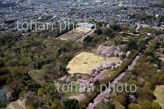 満開の桜の神代植物公園と神代公園周辺(2018/3)