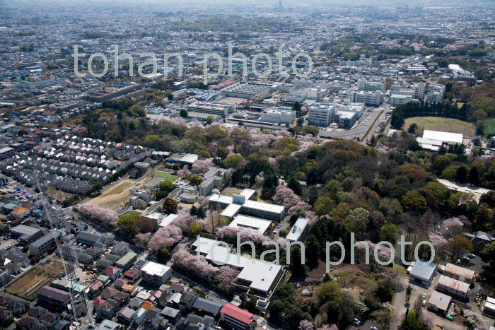 満開の桜の東京神学大学,ルーテル学院大学周辺(2018/3)