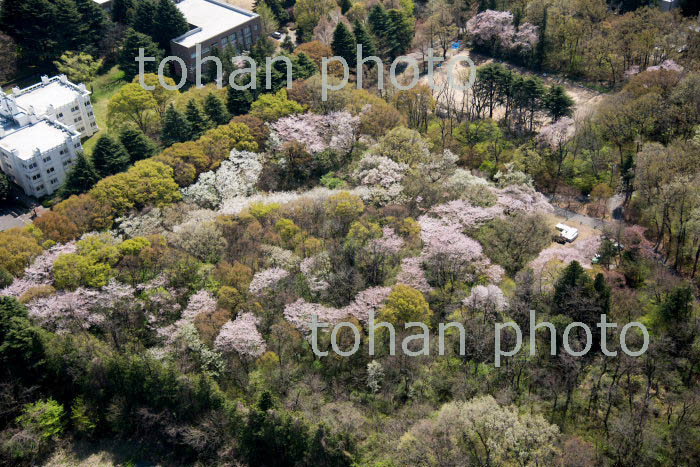 国際基督教大学ないの満開の桜(2018/3)