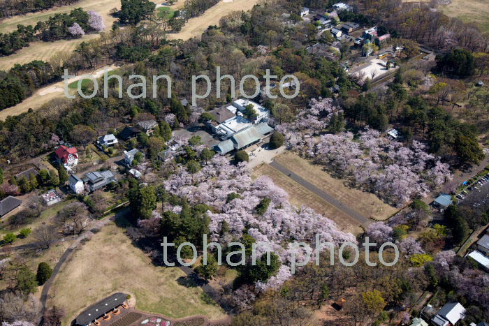 東京都立小金井公園内江戸東京たてもの園付近と満開の桜(2019/4)