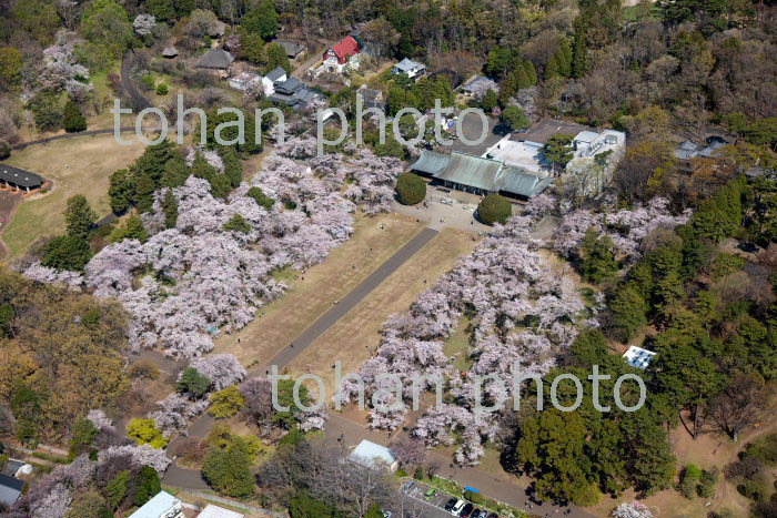 東京都立小金井公園内江戸東京たてもの園付近と満開の桜(2019/4)