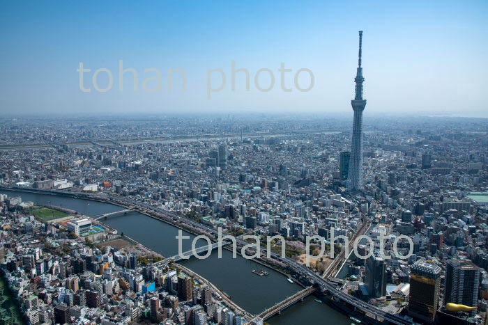 桜満開の隅田川(桜橋,言問橋,吾妻橋付近より東京スカイツリー)(2019/4)