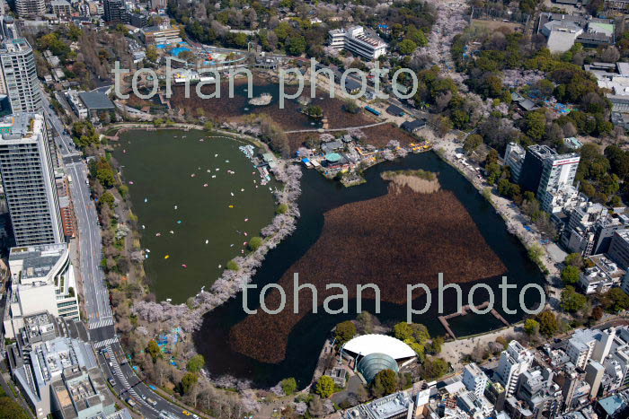 桜満開の不忍池とボート群(上野公園)(2019/4)