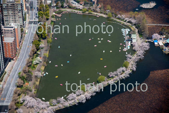 桜満開の不忍池とボート群(上野公園)(2019/4)