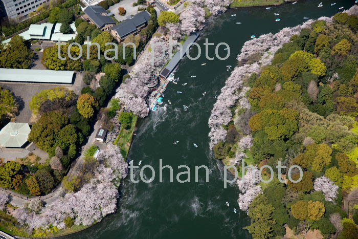 桜満開の千鳥ヶ淵とボート(2019/4)