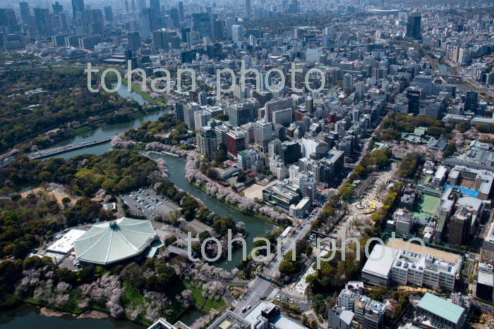 桜満開の靖国神社と千鳥ヶ淵周辺より都心(2019/4)