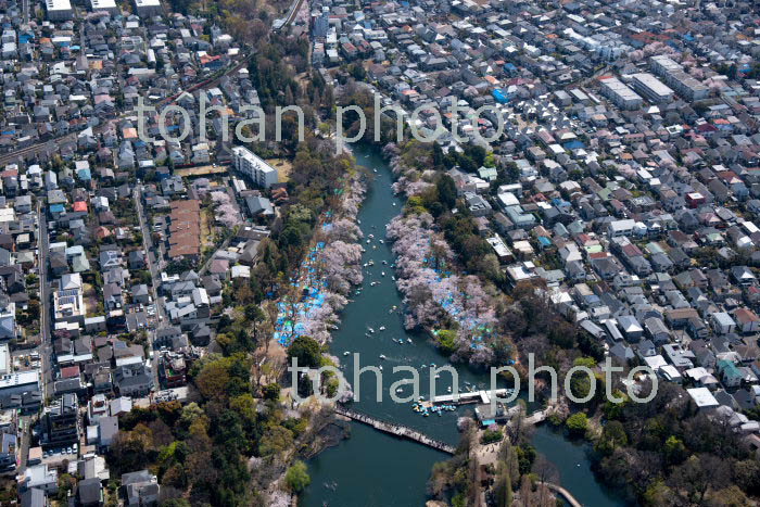 桜満開の井の頭自然文化公園と井の頭池(2019/4)