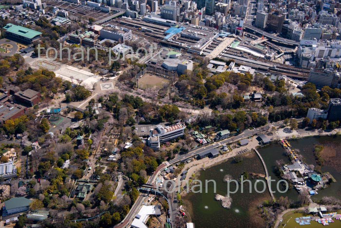 満開の桜の上野恩賜公園と上野駅周辺(2020/3)